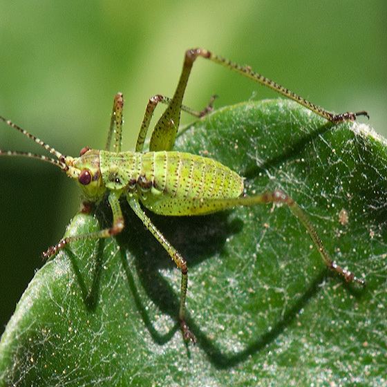 Phaneroptera Cricket or katydid nymph Phaneroptera nana BugGuideNet
