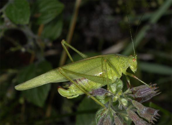 Phaneroptera nana European locusts and their ecology Phaneroptera nana