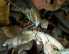 Phaon iridipennis httpsuploadwikimediaorgwikipediacommonsthu