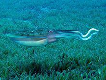 Pharaoh cuttlefish httpsuploadwikimediaorgwikipediacommonsthu