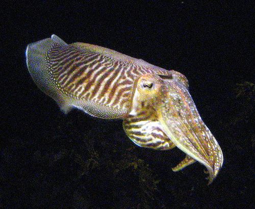 Pharaoh cuttlefish Pharaoh Cuttlefish Sepia pharaonis iNaturalistorg