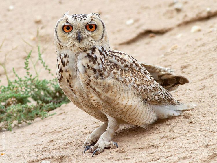 Pharaoh eagle-owl Pharaoh Eagle Owl KuwaitBirdsorg
