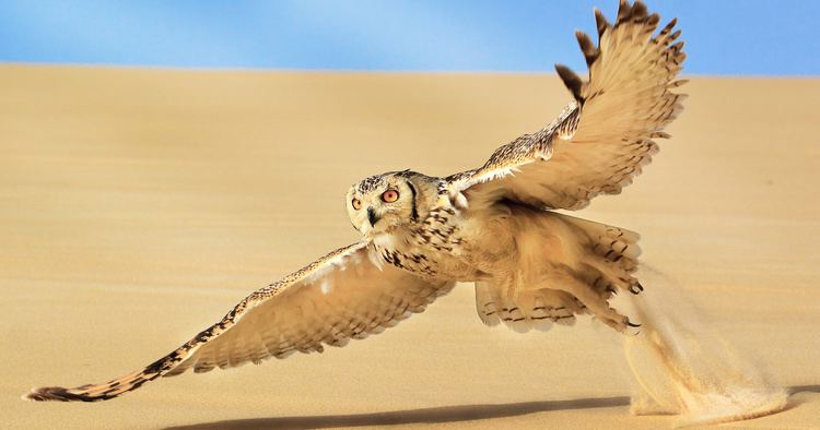Pharaoh eagle-owl wwwowlpagescomowlsspeciesimagespharaoheagle