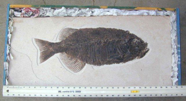 Phareodus Phareodus encaustus fossil fish