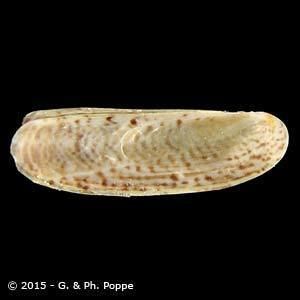 Pharidae PHARIDAE Shells For Sale Conchology Inc