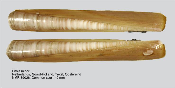Pharidae HomeNATURAL HISTORY MUSEUM ROTTERDAM Mollusca Bivalvia