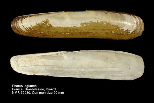Pharidae HomeNATURAL HISTORY MUSEUM ROTTERDAM Mollusca Bivalvia