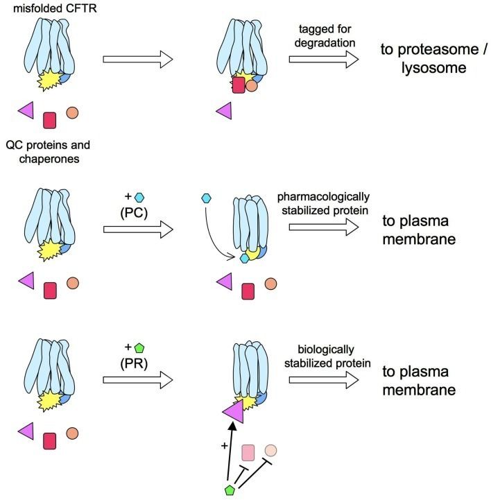Pharmacological chaperone Pharmacological chaperones vs proteostasis regulators F508CFTR