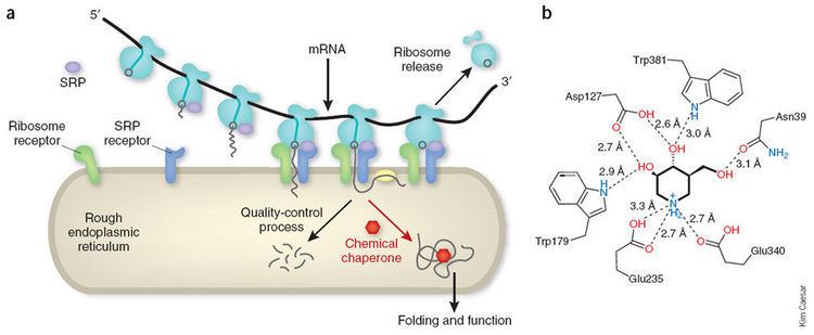 Pharmacological chaperone Figure 1 Getting into the fold Nature Chemical Biology
