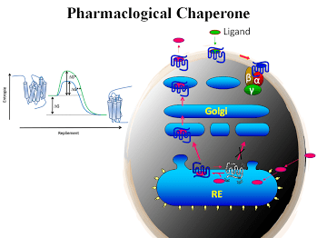 Pharmacological chaperone Biogenesis of GPCR and pharmacological chaperones Bouvier Lab