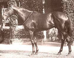 Pharos (horse) httpsuploadwikimediaorgwikipediacommonsthu