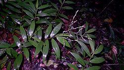 Pharus (plant) httpsuploadwikimediaorgwikipediacommonsthu