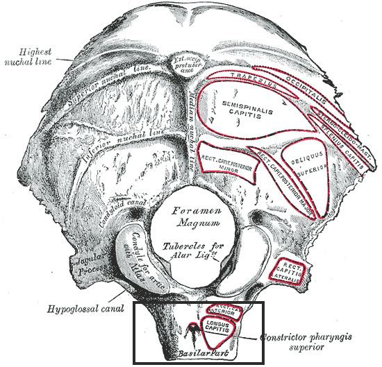 Pharyngeal tubercle