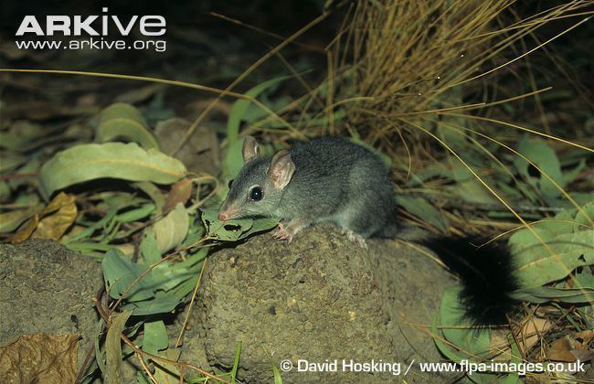 Phascogale Brushtailed phascogale videos photos and facts Phascogale