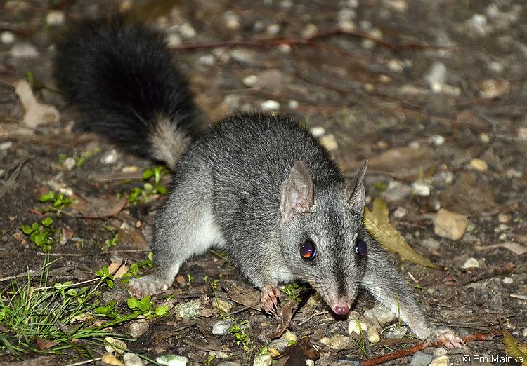 Phascogale Round the Bend Tuan or Brushtailed Phascogale