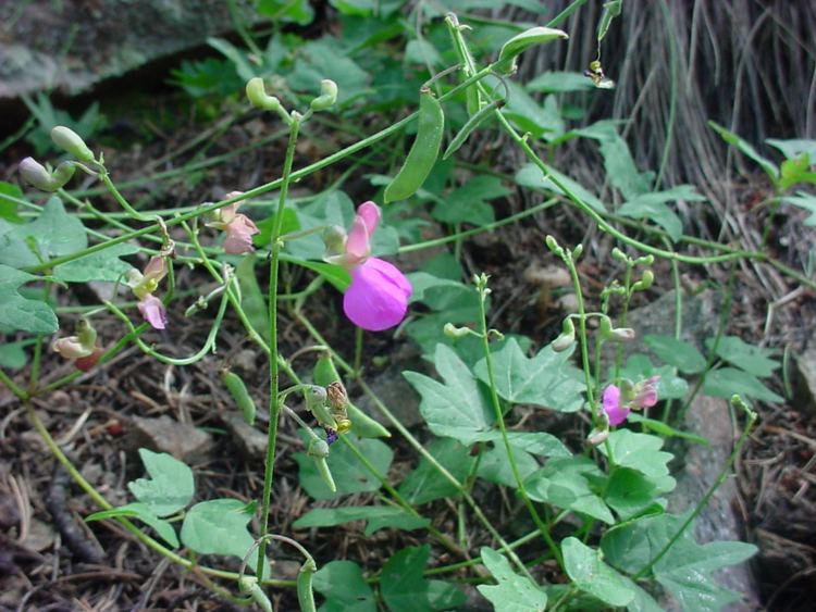 Phaseolus Vascular Plants of the Gila Wilderness Phaseolus pedicellatus var
