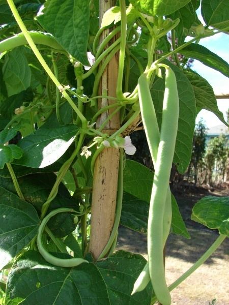 Phaseolus Common bean Phaseolus vulgaris Feedipedia