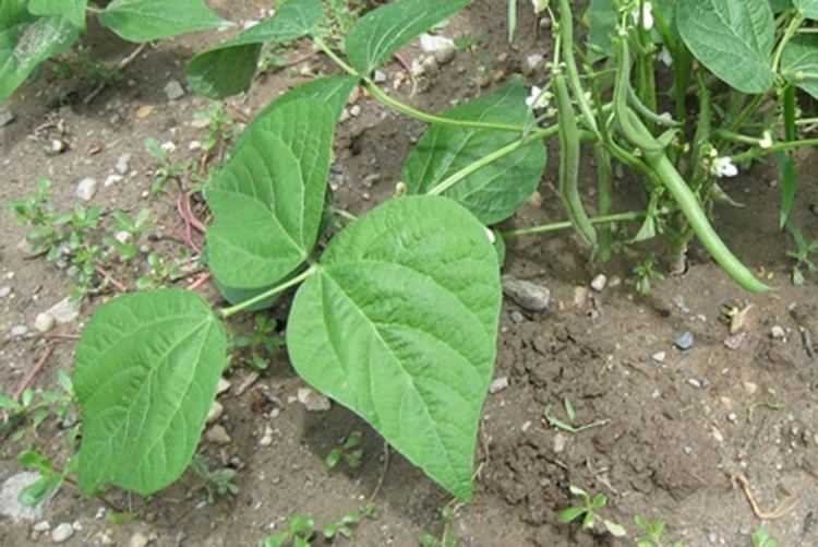 Phaseolus Phaseolus vulgaris kidney bean Go Botany