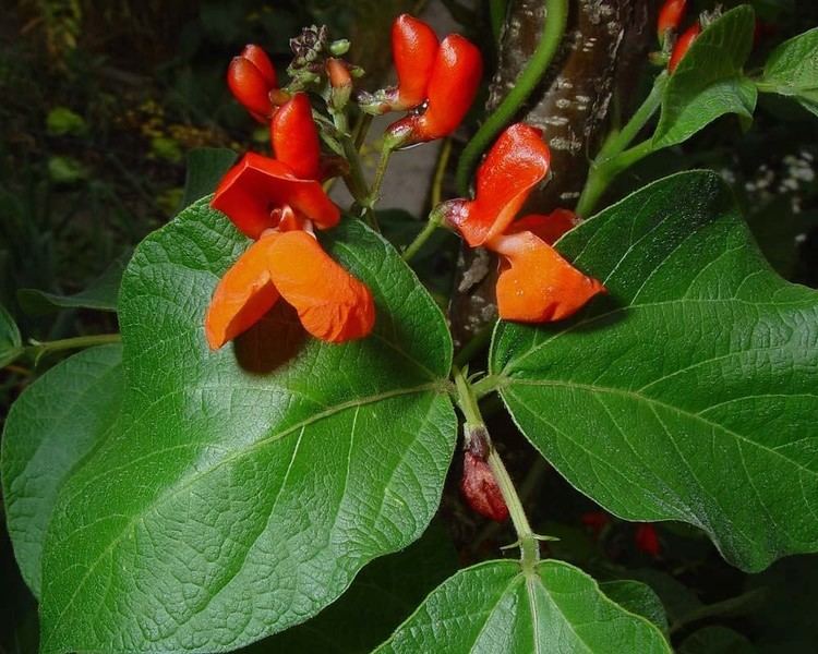 Phaseolus coccineus Phaseolus coccineus scarlet bean Go Botany