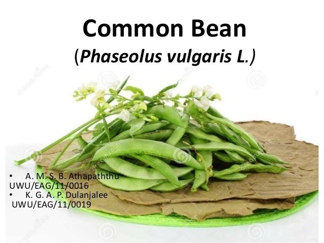 Phaseolus vulgaris httpsimageslidesharecdncomcommonbean1407281