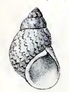 Phasianella aethiopica
