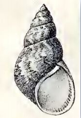 Phasianella jaspidea