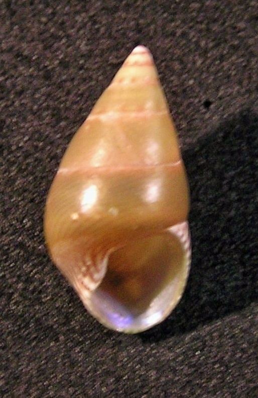 Phasianotrochus apicinus