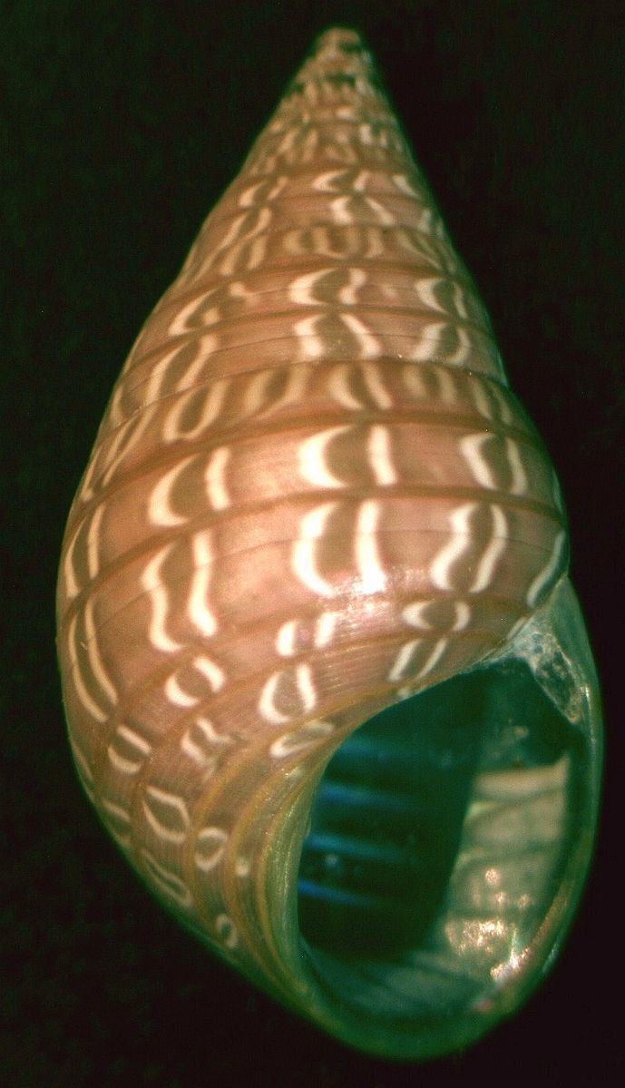 Phasianotrochus bellulus