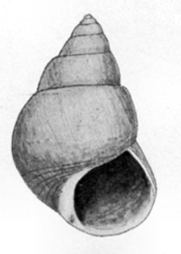 Phasianotrochus hirasei