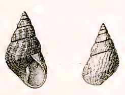 Phasianotrochus irisodontes