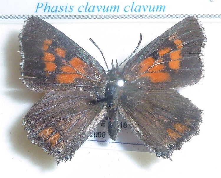 Phasis clavum