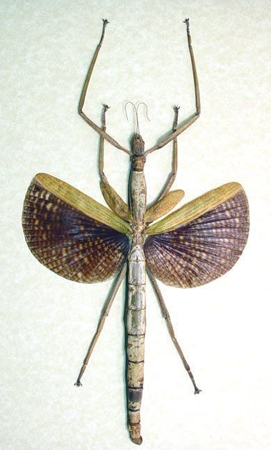 Phasmatidae Phasmatidae Species Giant Winged Walking Stick Insect From Malaysia