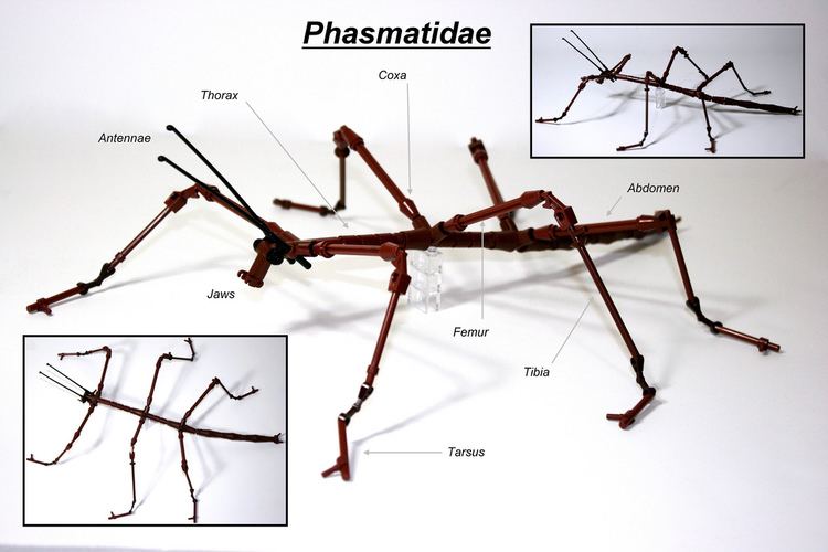 Phasmatidae Walking Stick Phasmatidae As an Environmental Scientist Flickr