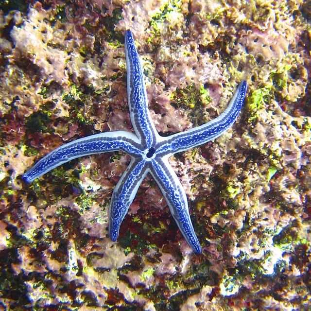 Phataria unifascialis Blue Sea Star Phataria unifascialis Bill Bumgarner Flickr