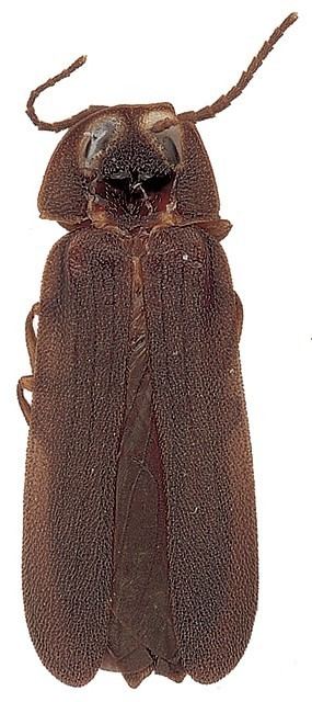 Phausis reticulata Phausis reticulata Firefly