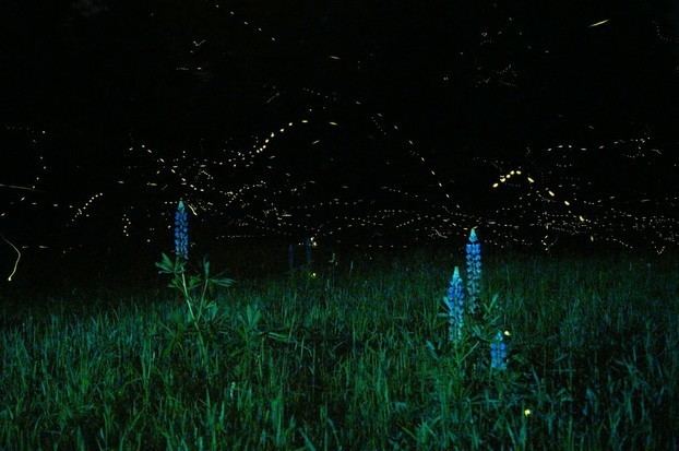 Phausis reticulata Book Review The Fireflies Book by Brett Ortler
