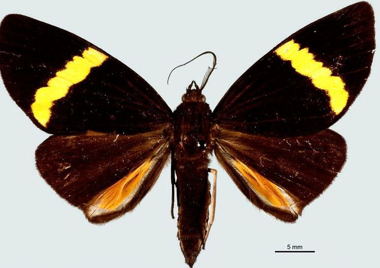 Phavaraea rejecta