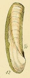 Phaxas pellucidus httpsuploadwikimediaorgwikipediacommonsthu
