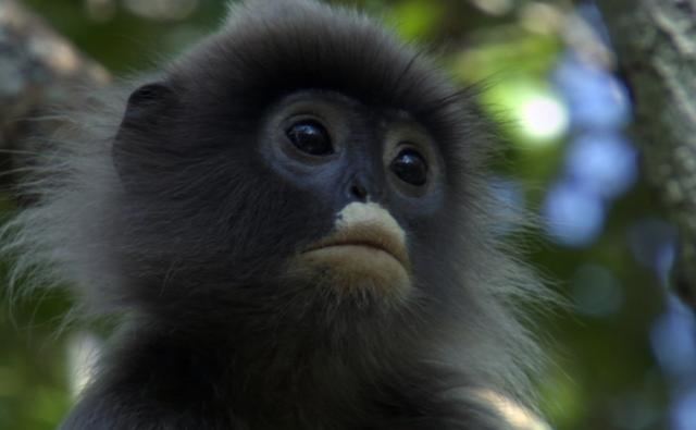 Phayre's leaf monkey BBC Nature Phayre39s leaf monkey videos news and facts