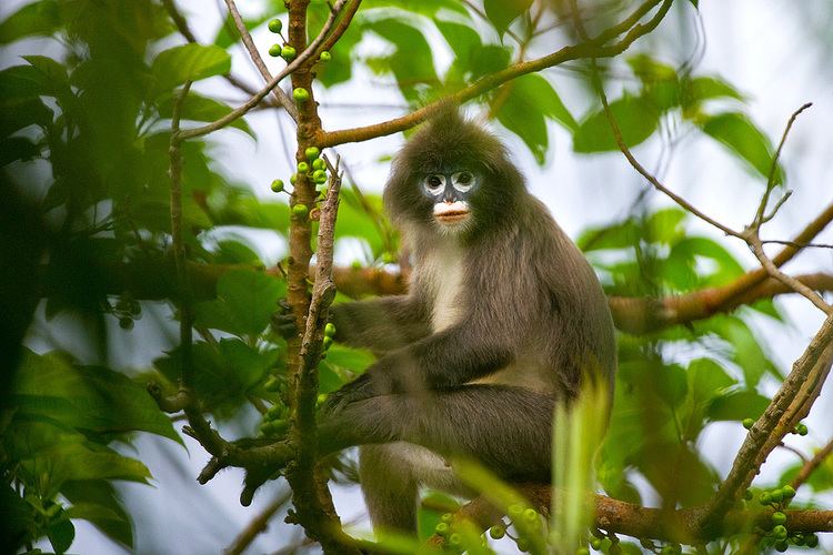 Phayre's leaf monkey Phayre39s Leaf Monkey Tripura Conservation India