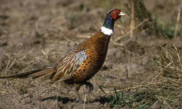 Pheasant Pheasant Texas Parks amp Wildlife Department