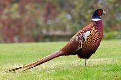 Pheasant httpsuploadwikimediaorgwikipediacommonsthu
