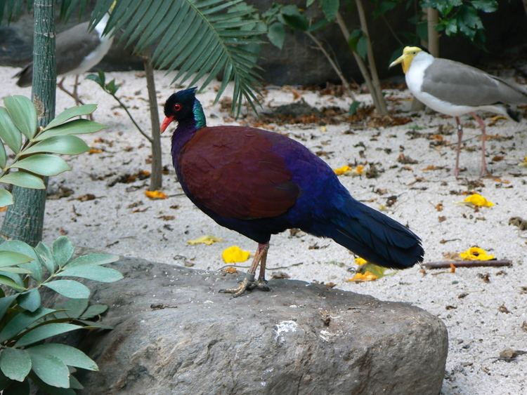 Pheasant pigeon wwwbiolibczIMGGALBIG41666jpg