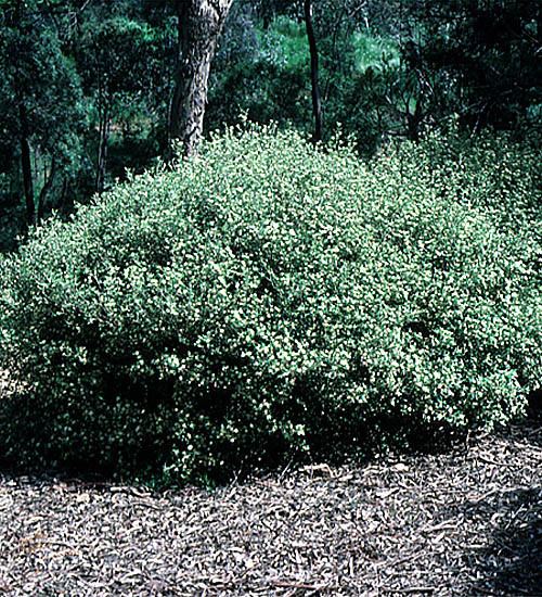 Phebalium Phebalium squamulosum subsp argenteum Growing Native Plants