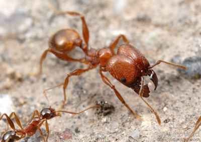 Pheidole Pheidole Alex Wild Photography