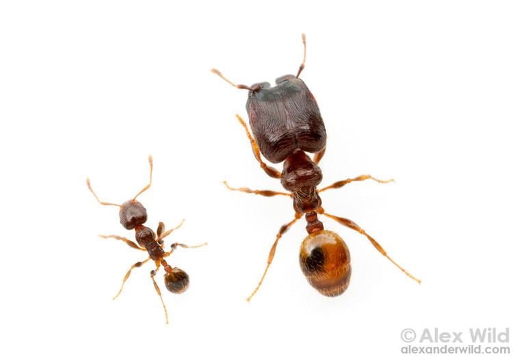 Pheidole Pheidole Alex Wild Photography