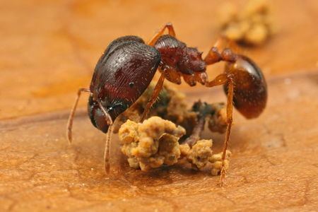 Pheidole Pheidole AntWiki