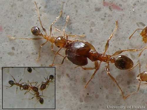 Pheidole megacephala Bigheaded ant Pheidole megacephala Fabricius