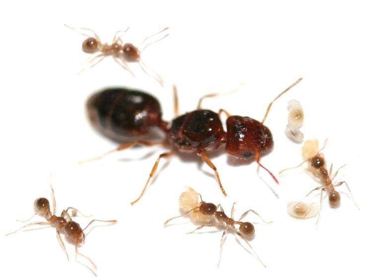 Pheidole pallidula ANTSTORE Ameisenshop Ameisen kaufen Pheidole pallidula