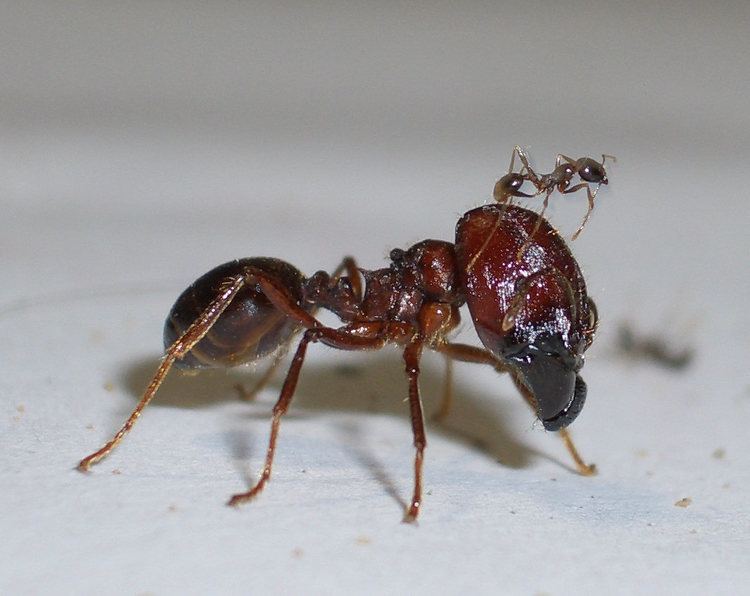 Pheidologeton diversus Ants Kalytta Pheidologeton diversus